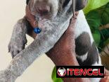 Venta de cachorros