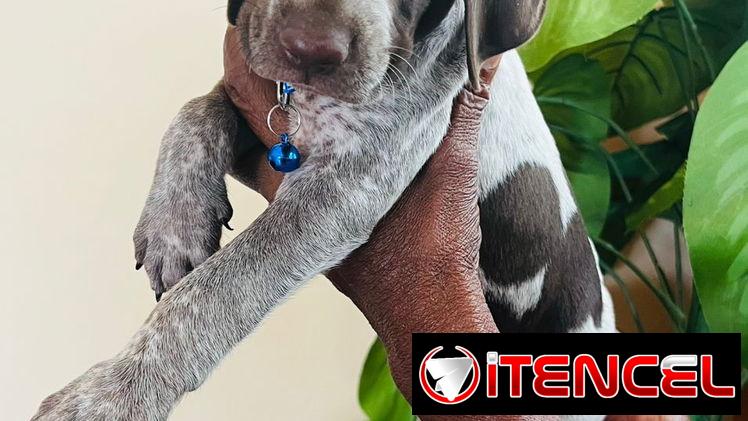Venta de cachorros