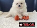 CACHORRO DE RAZA POMERANIA 🐻 🐻🐻