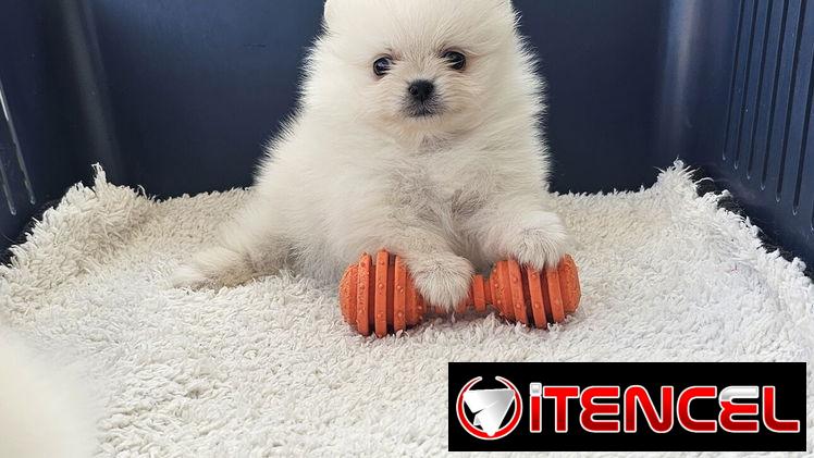 CACHORRO DE RAZA POMERANIA 🐻 🐻🐻