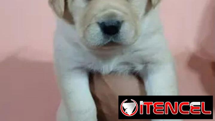 Labradora hembra 100% legítima