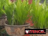 Servicio de jardinería 👩🏼‍🌾