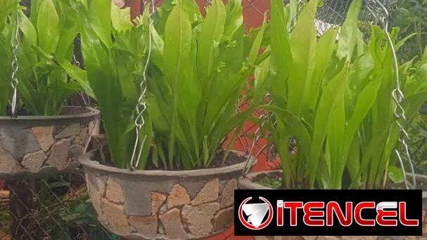 Servicio de jardinería 👩🏼‍🌾