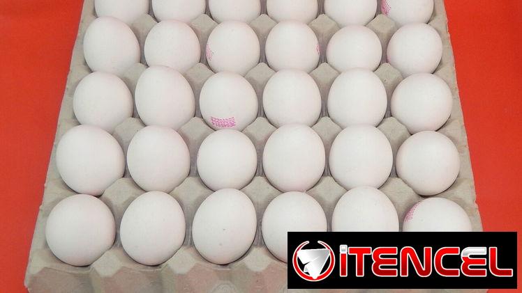 CARTON DE HUEVOS 2000