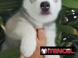HUSKY SIBERIANO,machos,en 200 USD o equivalente,TENGO MENSAJERÍA,de 46 días,desparacitados,entrega con historia clínica