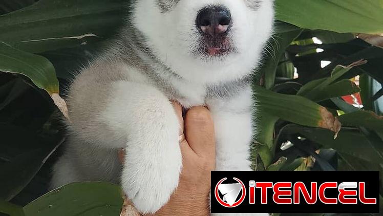HUSKY SIBERIANO,machos,en 200 USD o equivalente,TENGO MENSAJERÍA,de 46 días,desparacitados,entrega con historia clínica