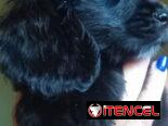 Cocker ambos sexos desparacitados