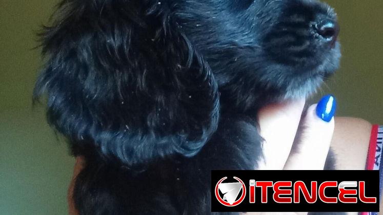 Cocker ambos sexos desparacitados