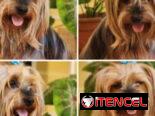 YORKY,machos,en 250 USD o equivalente(ACEPTO TRANSFERENCIA)TENGO MENSAJERÍA,tienen 55 días y están desparacitados.