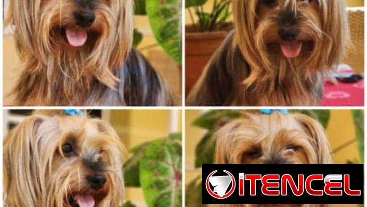 YORKY,machos,en 250 USD o equivalente(ACEPTO TRANSFERENCIA)TENGO MENSAJERÍA,tienen 55 días y están desparacitados.