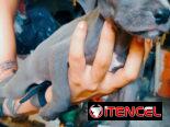 Hermosos perros pitbull ambos sexos…