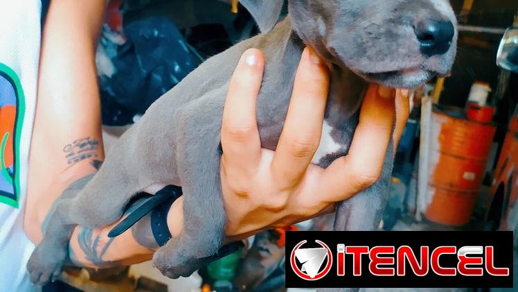 Hermosos perros pitbull ambos sexos…