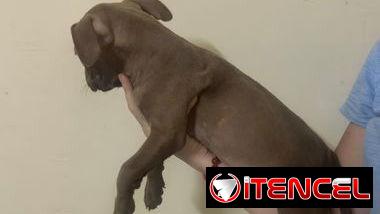 Pitbull