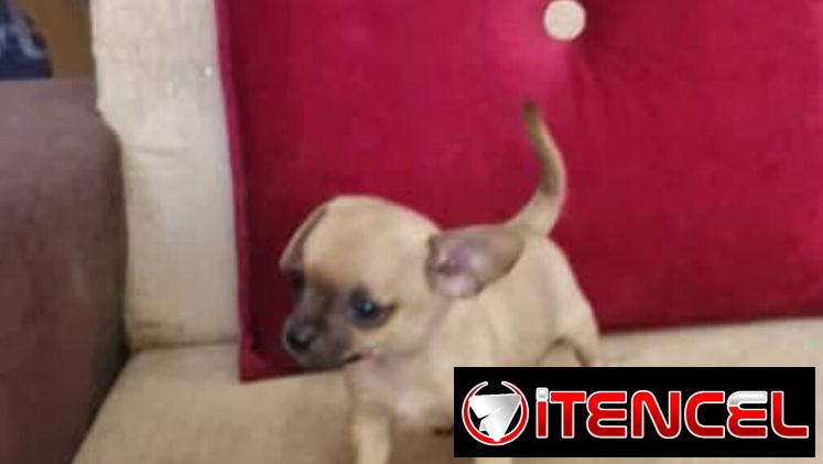 SHIHUAHUA hembra,en 280 USD o equivalente(ACEPTO TRANSFERENCIA)TENGO MENSAJERÍA,tiene 65 días y está desparacitada
