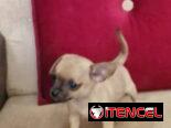 CHIHUAHUA,hembra,en 280 USD o equivalente(ACEPTO TRANSFERENCIA)TENGO MENSAJERÍA,tiene 65 días y está desparacitada