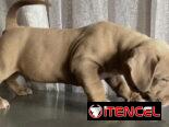AMÉRICAN BULLY XL,ambos sexos,en 700 USD o equivalente,TENGO MENSAJERÍA,tienen 55 días y están desparacitados.