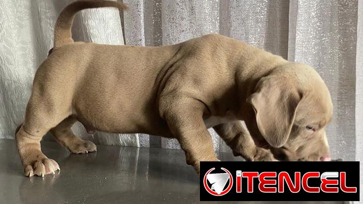 AMÉRICAN BULLY XL,ambos sexos,en 700 USD o equivalente,TENGO MENSAJERÍA,tienen 55 días y están desparacitados.
