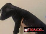 Cachorros de pitbull