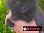 POMERANIA,macho,en 800 USD o equivalente(ACEPTO TRANSFERENCIA)TENGO MENSAJERÍA,tiene 70 días y está desparacitado.