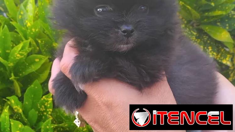 POMERANIA,macho,en 800 USD o equivalente(ACEPTO TRANSFERENCIA)TENGO MENSAJERÍA,tiene 70 días y está desparacitado.