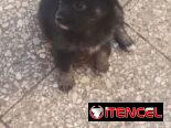 Chihuahuas