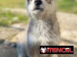 Cachorro de Huskys Siberianos