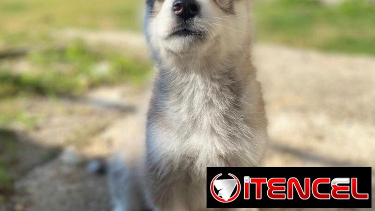 Cachorro de Huskys Siberianos