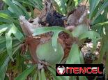 Platycerium y variadas plantas ornamentales