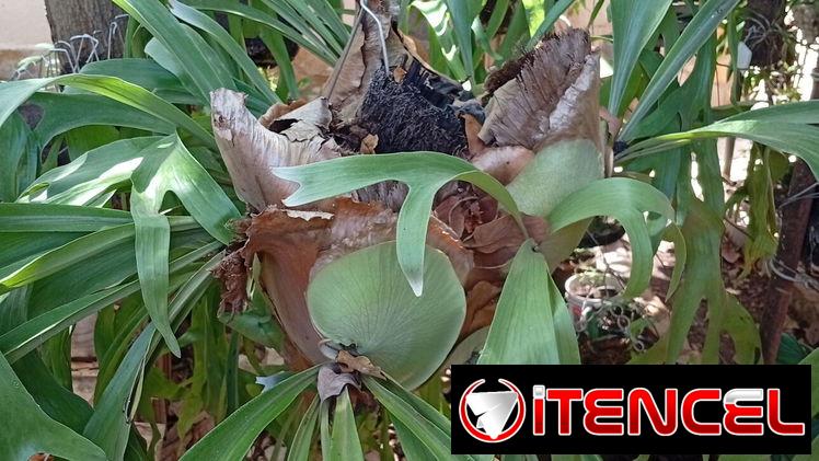 Platycerium y variadas plantas ornamentales