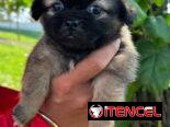 Venta de cachorros