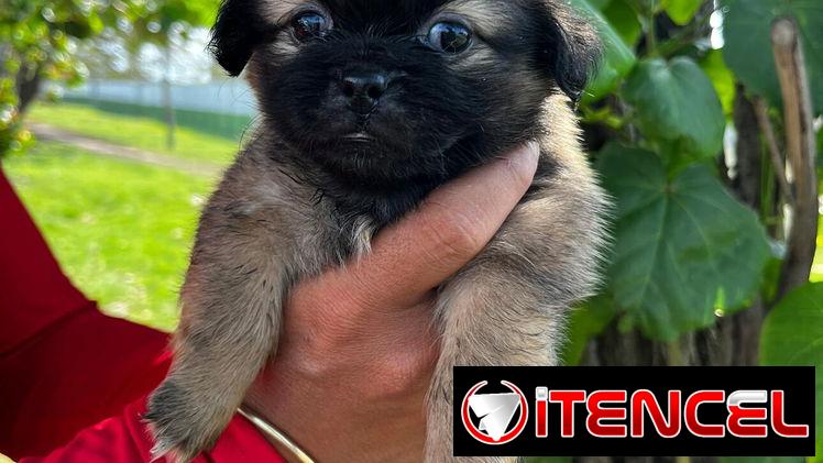 Venta de cachorros