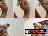 ((( CHIHUAHUAS HEMBRITAS  BETTY MASCOTAS WHATSAPP 52506841 )))