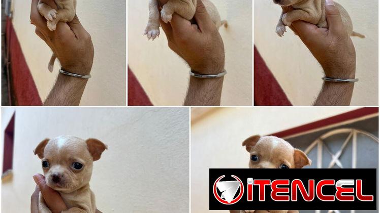 ((( CHIHUAHUAS HEMBRITAS  BETTY MASCOTAS WHATSAPP 52506841 )))
