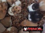 Variedad de hamster( pequeños y grandes). Jaulas. Pienso. Comederos. Ruedas