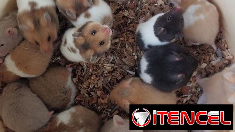 Variedad de hamster( pequeños y grandes). Jaulas. Pienso. Comederos. Ruedas