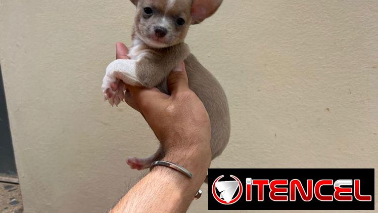 SHIHUAHUAS MINI,machos,en 150 USD o equivalente,TENGO MENSAJERÍA,tienen 65 días y están desparacitados.