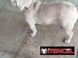 🐶 BULLDOG FRANCÉS EN VENTA 🐾 — ¡HERMOSO EJEMPLAR!