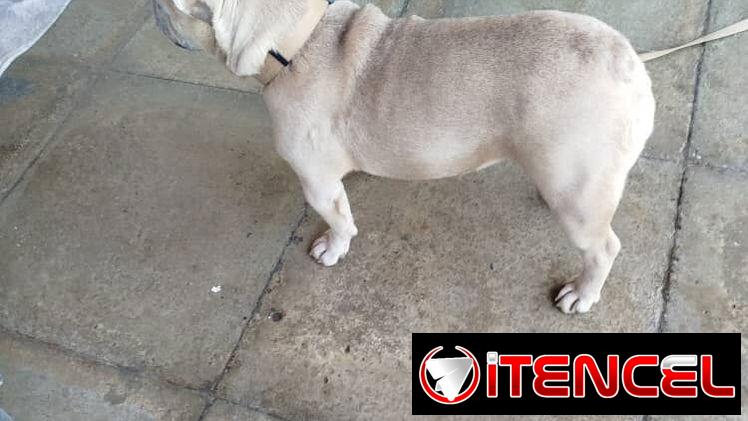 🐶 BULLDOG FRANCÉS EN VENTA 🐾 — ¡HERMOSO EJEMPLAR!