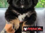 SPANIEL TIBETANOS ( PEKINES )