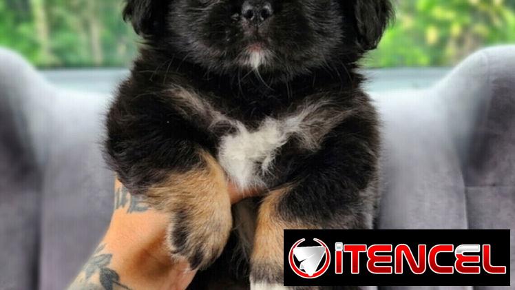 SPANIEL TIBETANOS ( PEKINES )