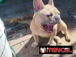 🐶 BULLDOG FRANCÉS EN VENTA 🐾 — ¡HERMOSO EJEMPLAR!