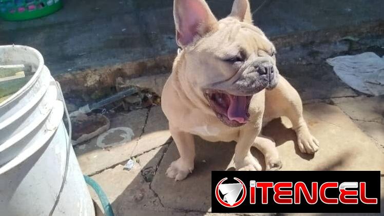 🐶 BULLDOG FRANCÉS EN VENTA 🐾 — ¡HERMOSO EJEMPLAR!