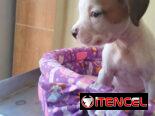 TENEMOS TODO TIPO DE PERROS PURA RAZAS DISPONIBLES