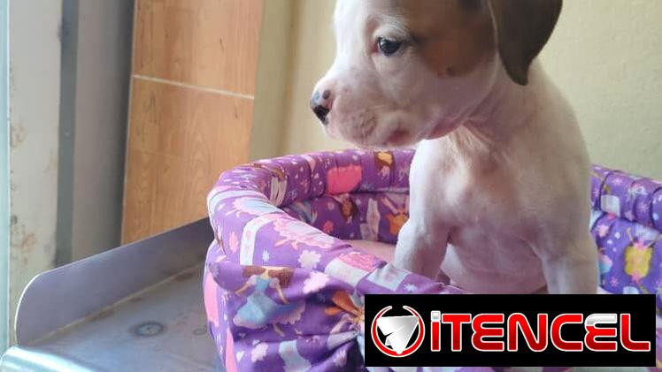 TENEMOS TODO TIPO DE PERROS PURA RAZAS DISPONIBLES
