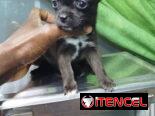 Tienda de mascotas todo tipos de artículos y perros de razas en venta