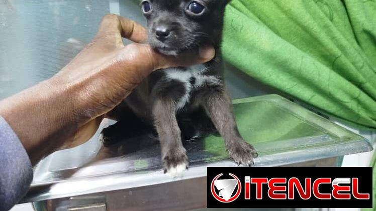 Tienda de mascotas todo tipos de artículos y perros de razas en venta