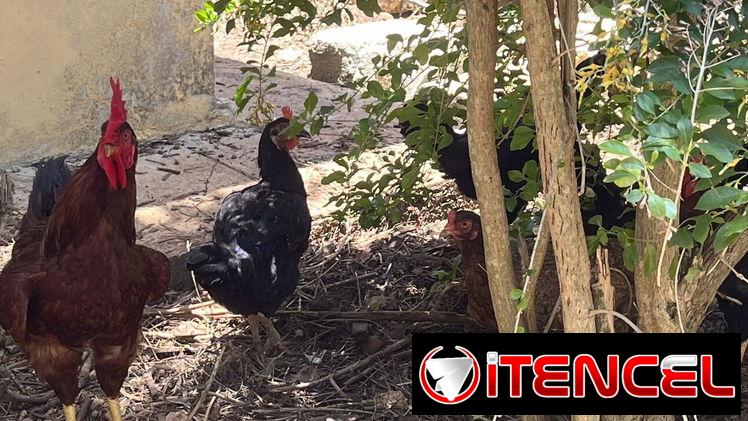 Vendo gallinas y gallos