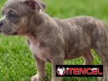 American Bully