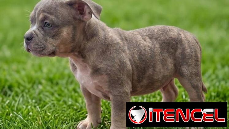 American Bully