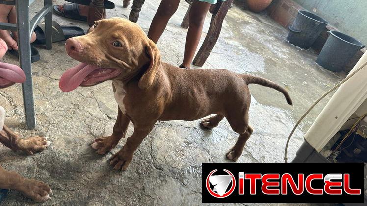 Se vende cachorro pitbul de 4 meses